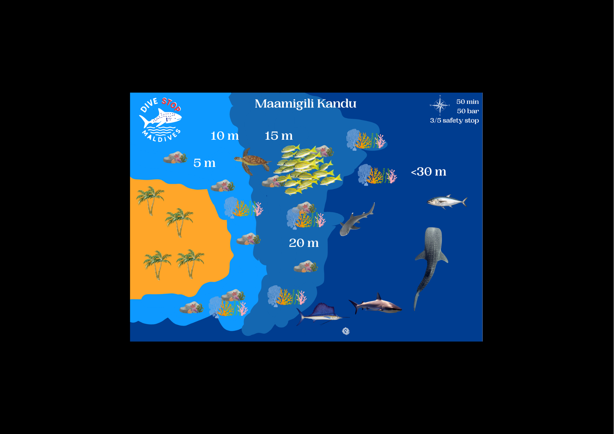 Whale Shark Diving Maldives South Ari Atoll